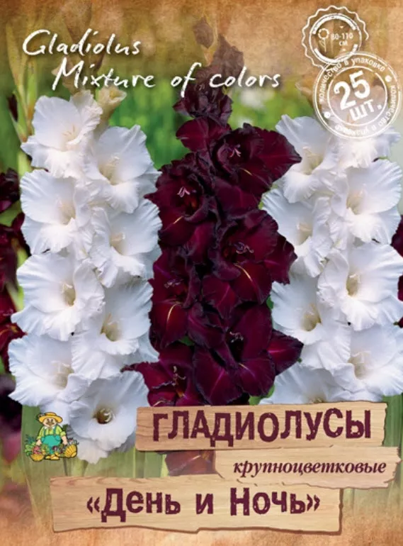Луковица Гладиолус крупноцветковые День и Ночь  10/12 25шт. Поиск 