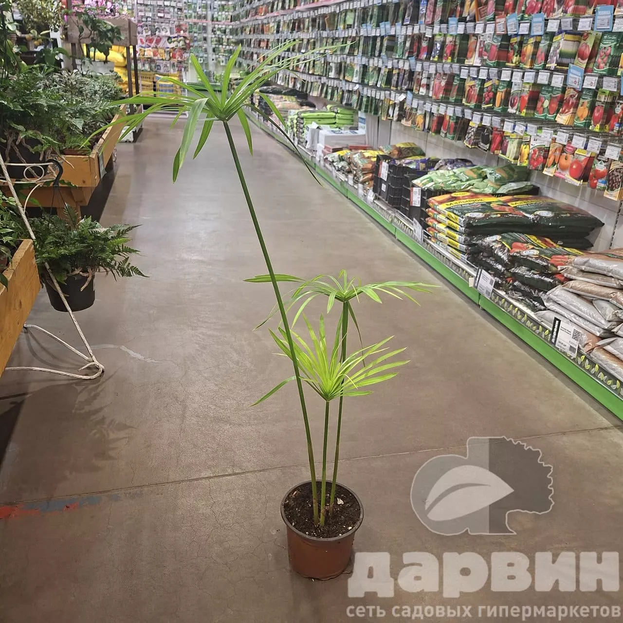 Циперус d12 Tim 