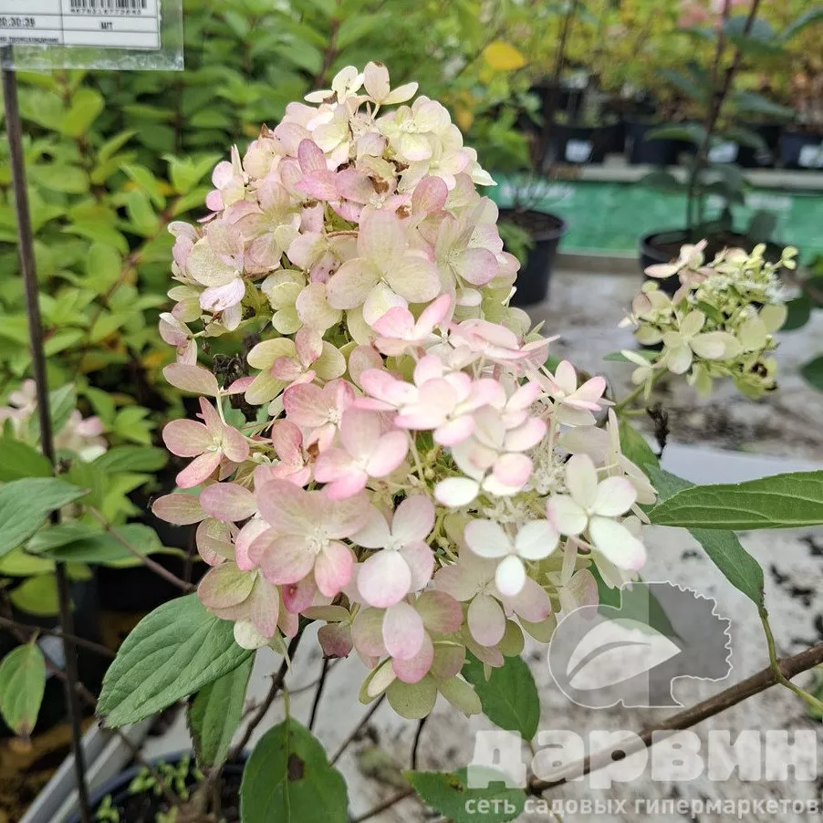 Гортензия метельчатая Харри'с Сувенир v3 Lav 