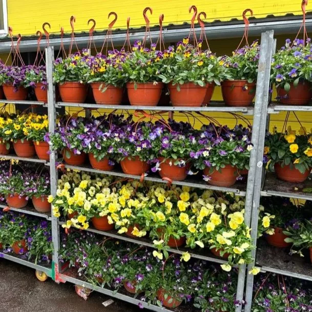 Виола в кашпо D21 bix 