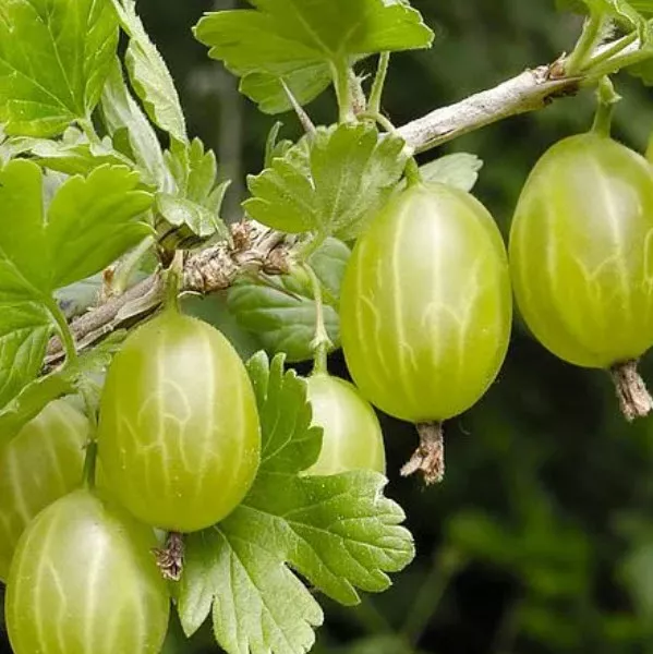 Крыжовник Уральский изумруд С5 ЦО 