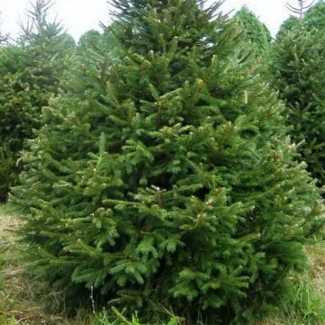 Растение ель обыкновенная Абург C7.5 60-70 cm Mt 