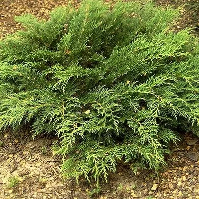 Растение микробиота перекрестнопарная с5 