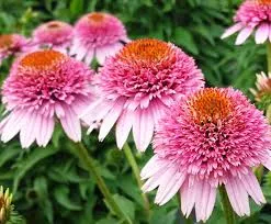 Корневище НВМ Эхинацея Поцелуй бабочки 1 шт 