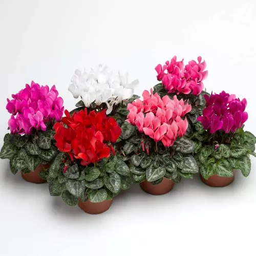 Цикламен смесь, D12 
