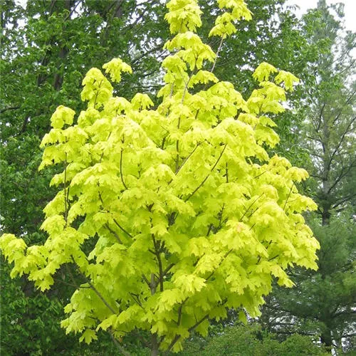 Клен остролистный Принсетон голд с7,5/ 130-160 Bor 