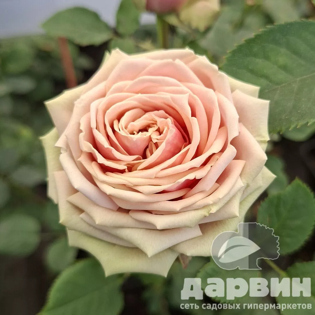 Роза спрей Романтик Пепита v5 Lav 