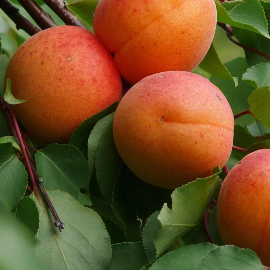 Абрикос Графиня v7,5 h120-140 ЦО 