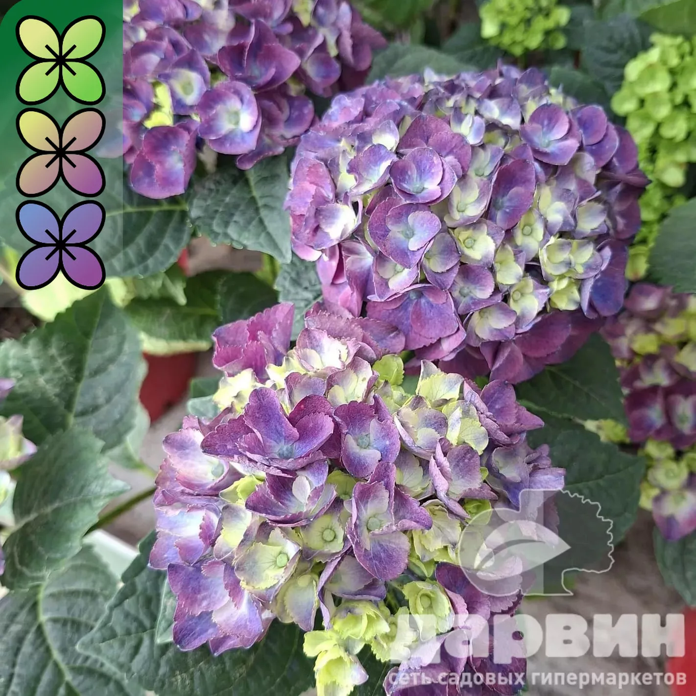 Гортензия крупнолистная Нингбо Лилак v3 Tim 