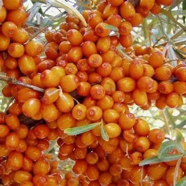 Облепиха Алей с3 ЦО 