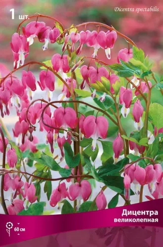 Корневище Дицентра великолепная 1шт Поиск 