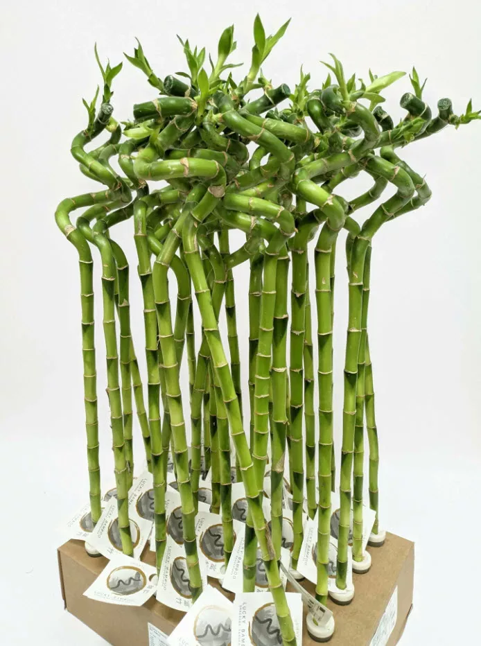 Драцена Лакки Бамбук спираль d5 h70 