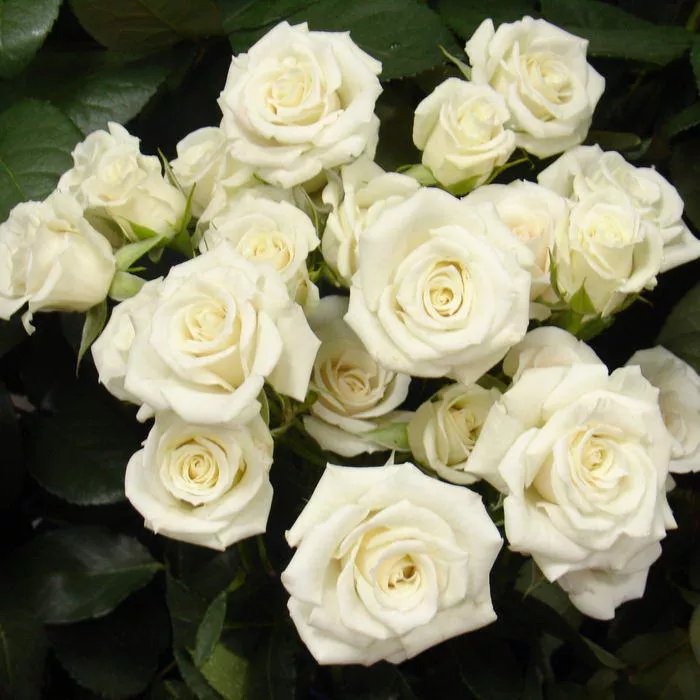 Роза спрей Вайт Лидия  v5 Lav 