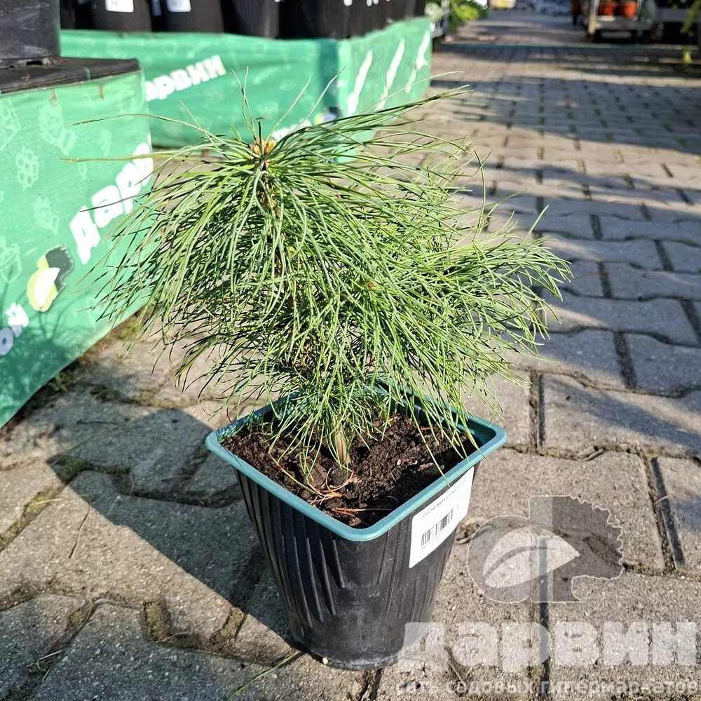 Сосна веймутова v2 Lav 