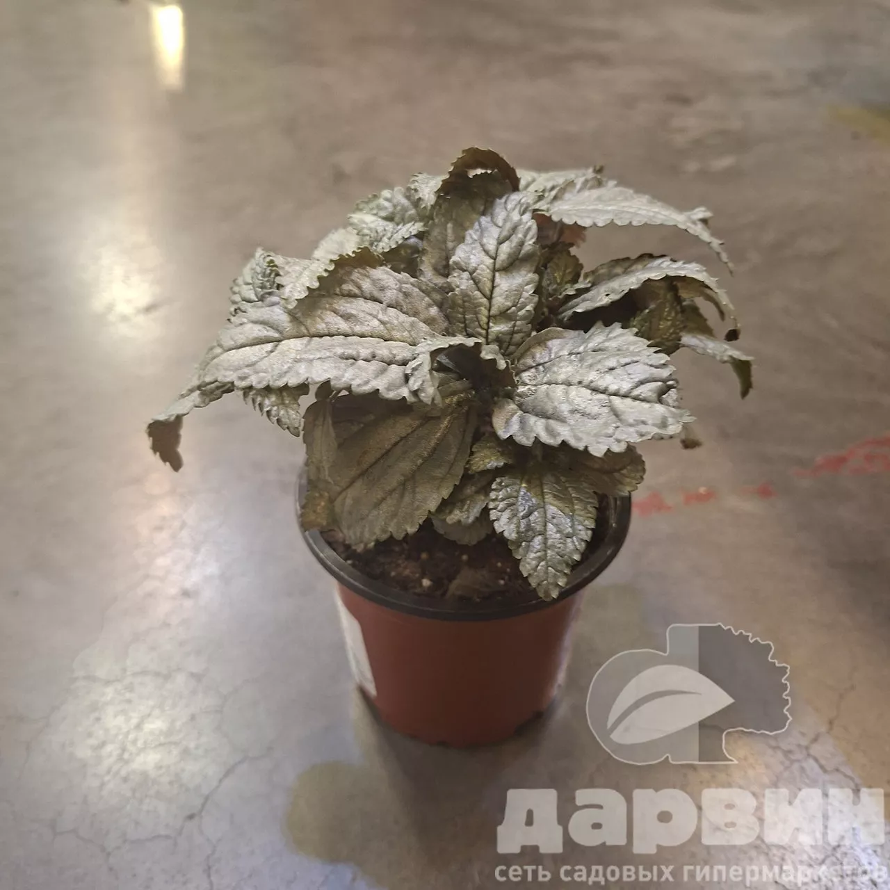 Пилея кадиера Эллен d11 Tim 