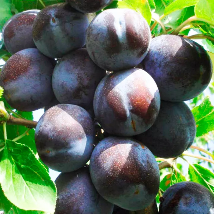 Слива Заречная ранняя 3-х летка Tim 