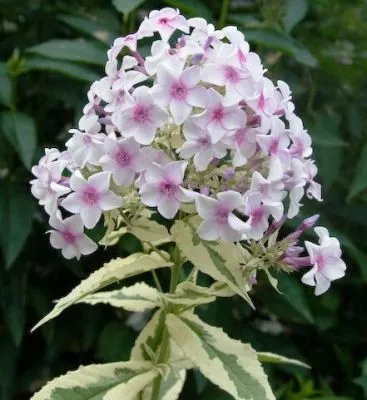 Флокс метельчатый Нора Лей d15 ХР 