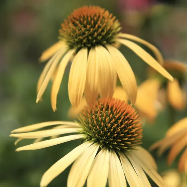 Корневище HBM Эхинацея Йеллоу (I) 1шт 