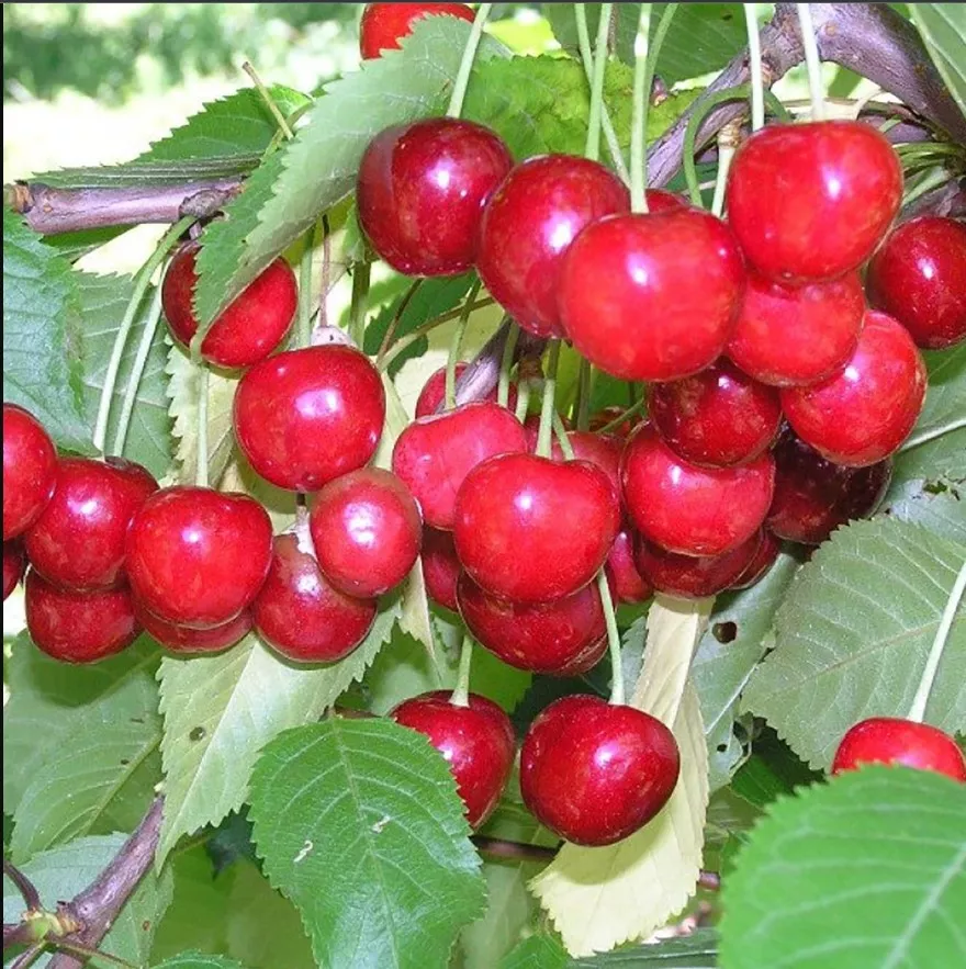 Черешня Овстуженка ранн v10 140-160 ЦО 