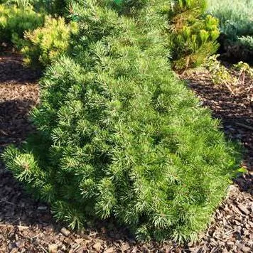 Растение сосна обыкновенная Скаяк 15-20 KG 