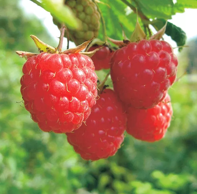 Малина Купчиха красн v2 Lav 