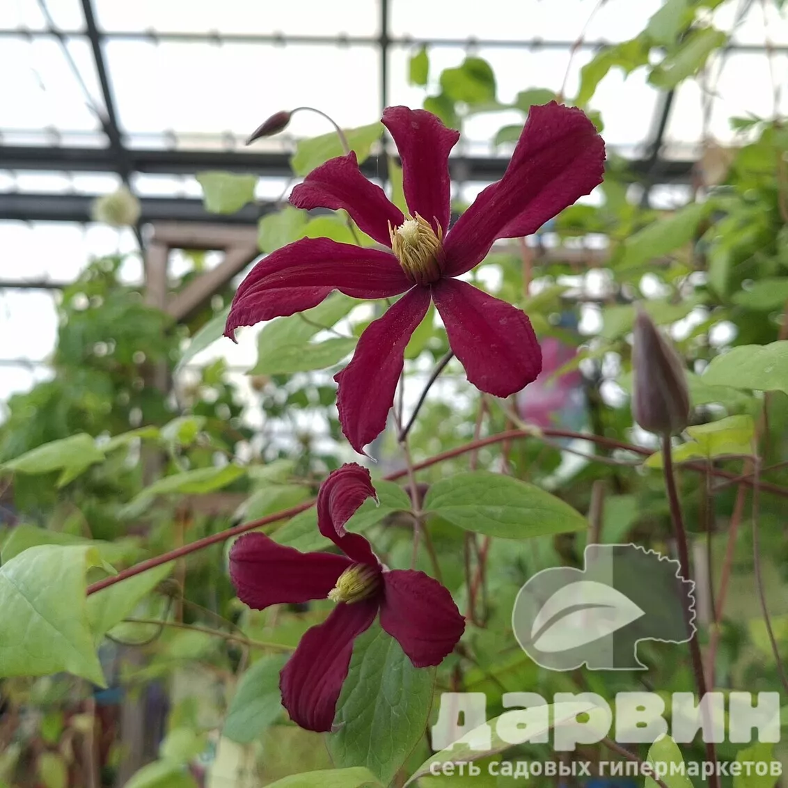 Клематис Строуберри Филдс v2 Cl 