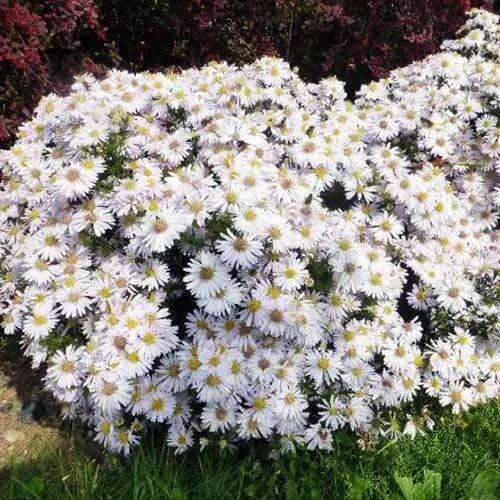 Астра кустарниковая Аполло d12 ХР 