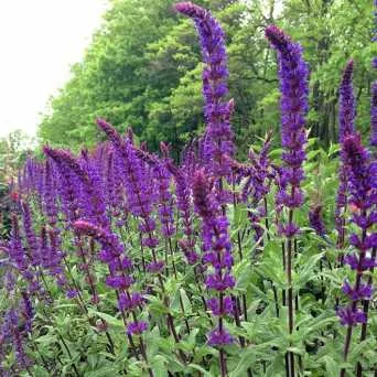 Шалфей лекарственный Карадонна v4 20-40 