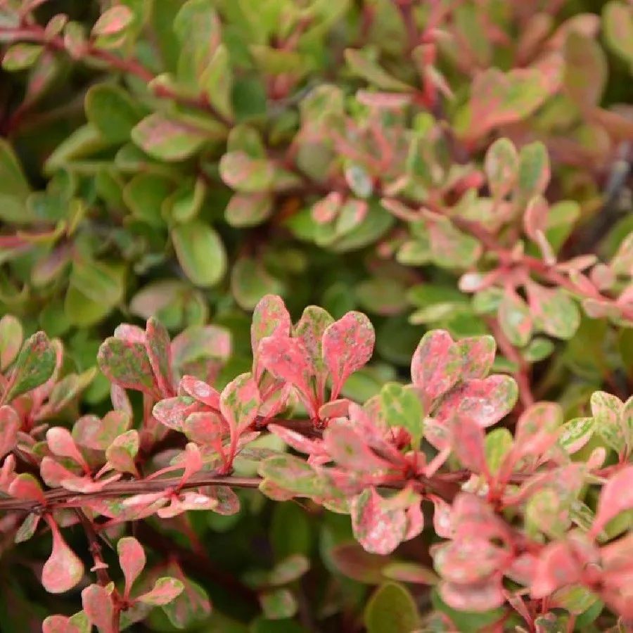 Барбарис тунберга Старберст v5 30-40 Niv 