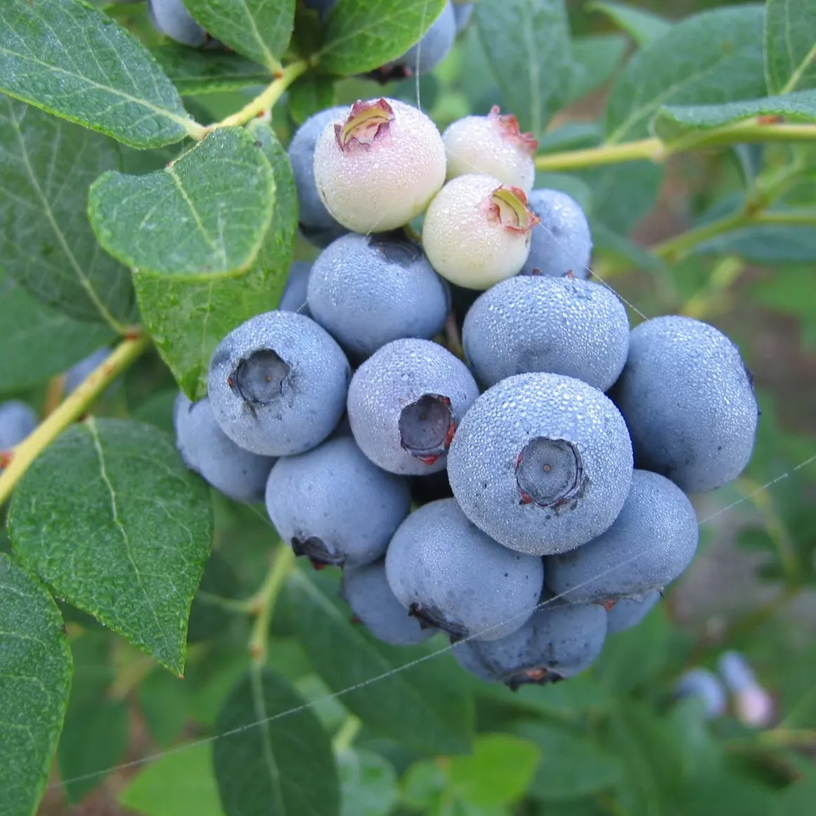 Голубика садовая Элизабет C2 