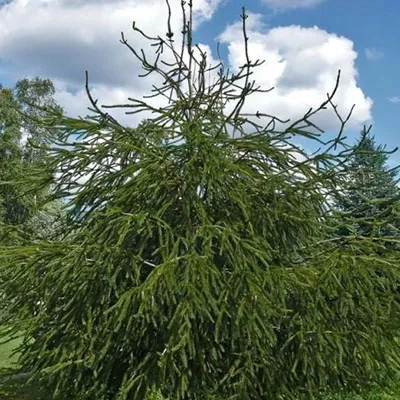 Ель обыкновенная Virgata 50-60 по цене  Ель обыкновенная Virgata 50-60