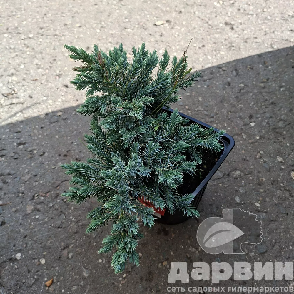 Можжевельник чешуйчатый Блю Стар v2 Lav по цене  Можжевельник чешуйчатый Блю Стар v2 Lav