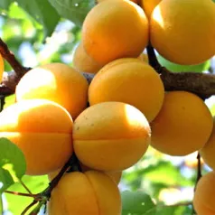 Абрикос Лель v7,5 h120-140 ЦО 