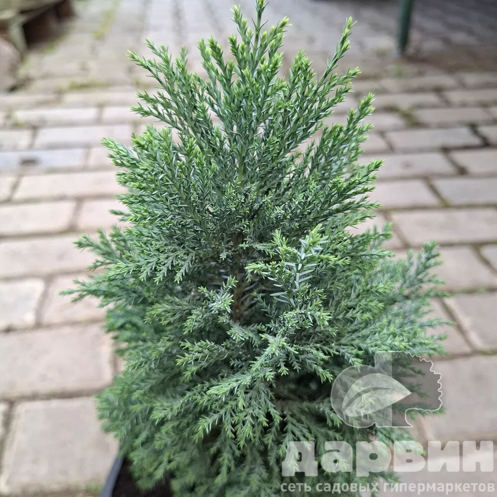 Кипарисовик лавсона Сноу Вайт в2 лав (2)