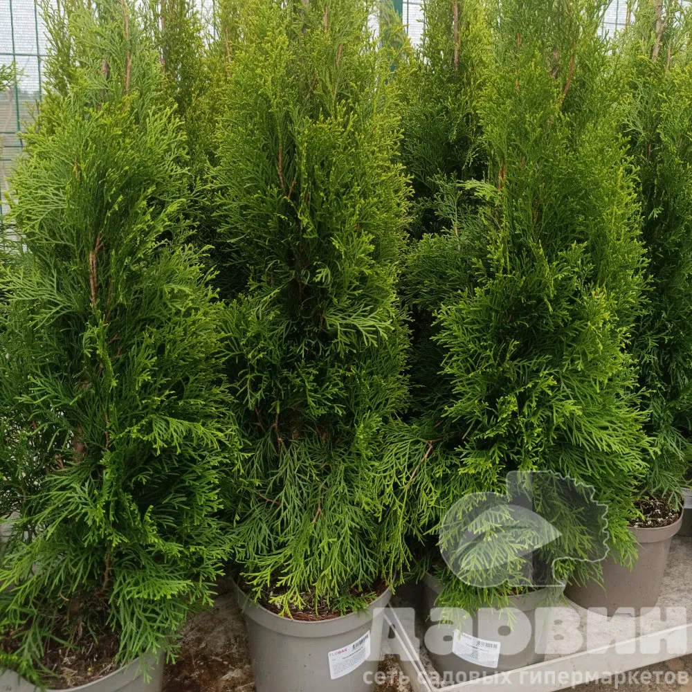 Туя западная Смарагд 100 см 