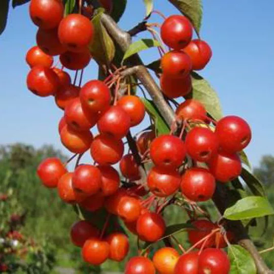 Яблоня Профессор Шпренгер с3/80-120 Bor 