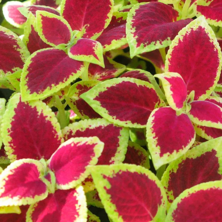 Колеус в ассортименте Е6 ЕГ 