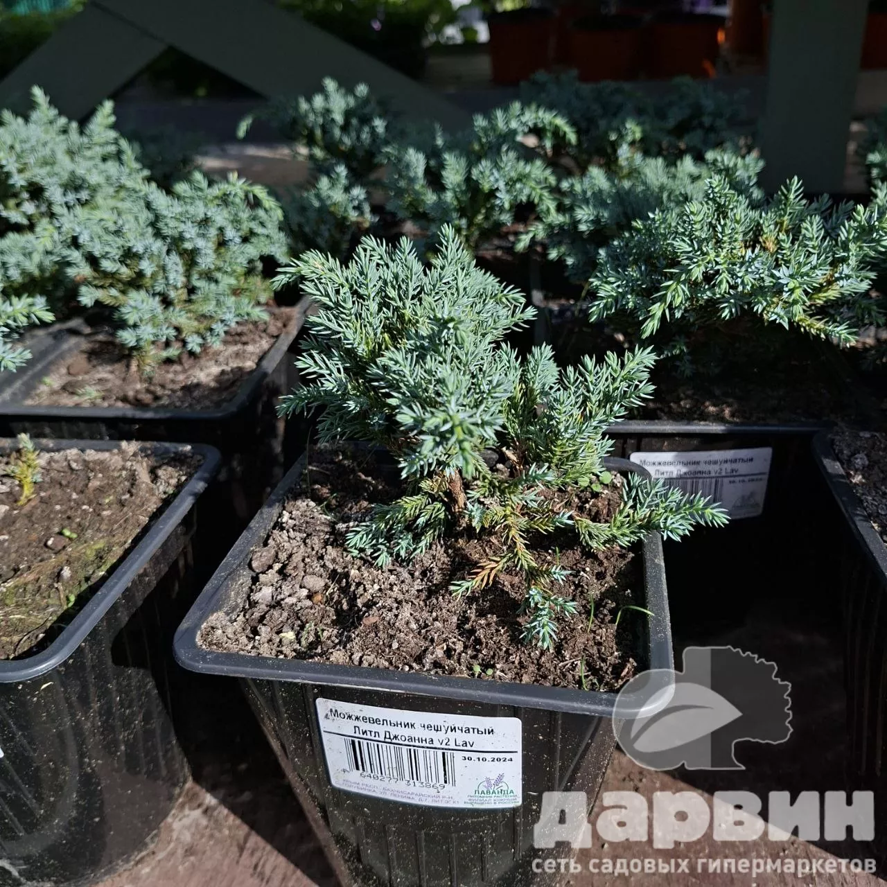 Можжевельник чешуйчатый Литл Джоанна v2 Lav 