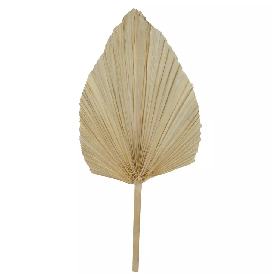 Сухоцветы Лист Пальмовый 60 см, белый по цене 