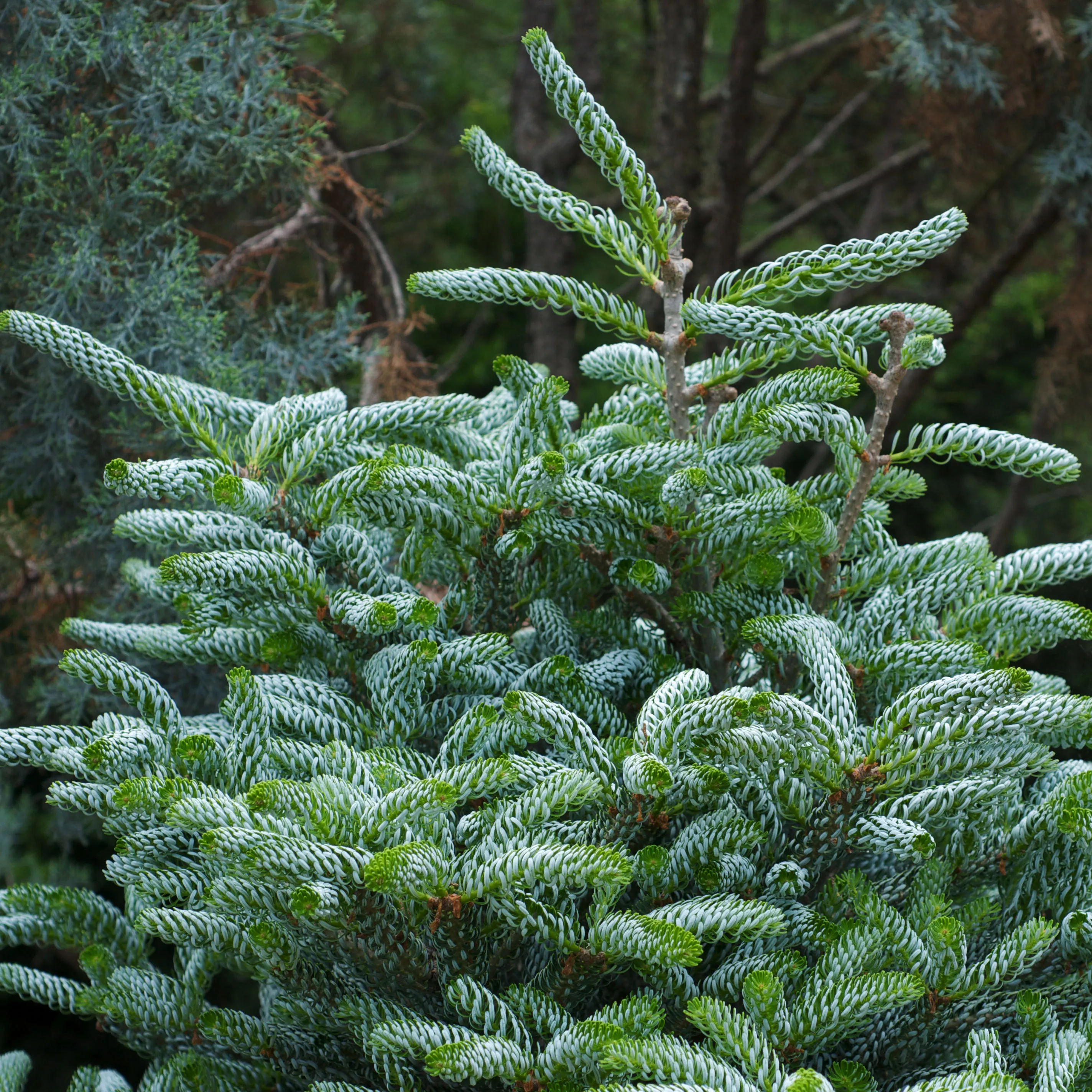 Растение пихта корейская Silberlocke P19 25-30 CM Tw5 