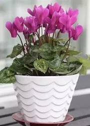 купить цикламен