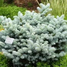 Ель колючая Глобоза 100-125см. 