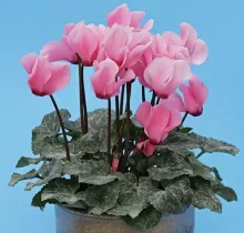 Цикламен персидский Бетти d12 Tim 