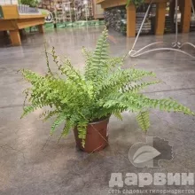 Нефролепис Грин Леди d12 h40 