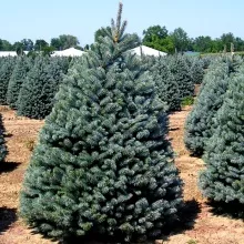 Ель колючая ф.Глаука 120-140см 
