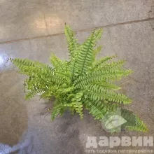 Нефролепис Грин Леди d12 h40 