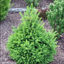 Ель обыкновенная Виллс Цверг v7,5 30-40 Tw 