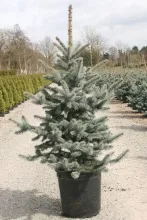 Ель колючая Олденбург v15 80-100 Tw 