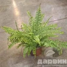 Нефролепис Грин Леди d12 h40 