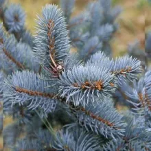 Ель колючая Хупси v10 60-80 